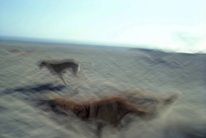 AVERY DANZIGER©2020 _ALL RIGHTS RESERVED